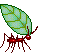 ant with leaf