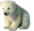 Bear Graphic 17