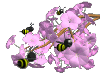 Bee Graphic 2