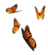 Butterfly Graphic 5