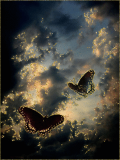 butterflies