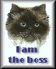 i am the boss