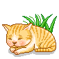 Cat Graphic 1