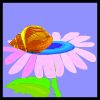 desc